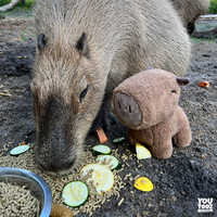 capybara-plush
