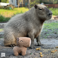 capybara-plush