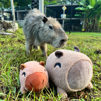capybara