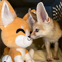 fennecfox-plush