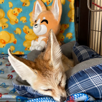 fennecfox-plush