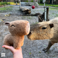 capybara-plush