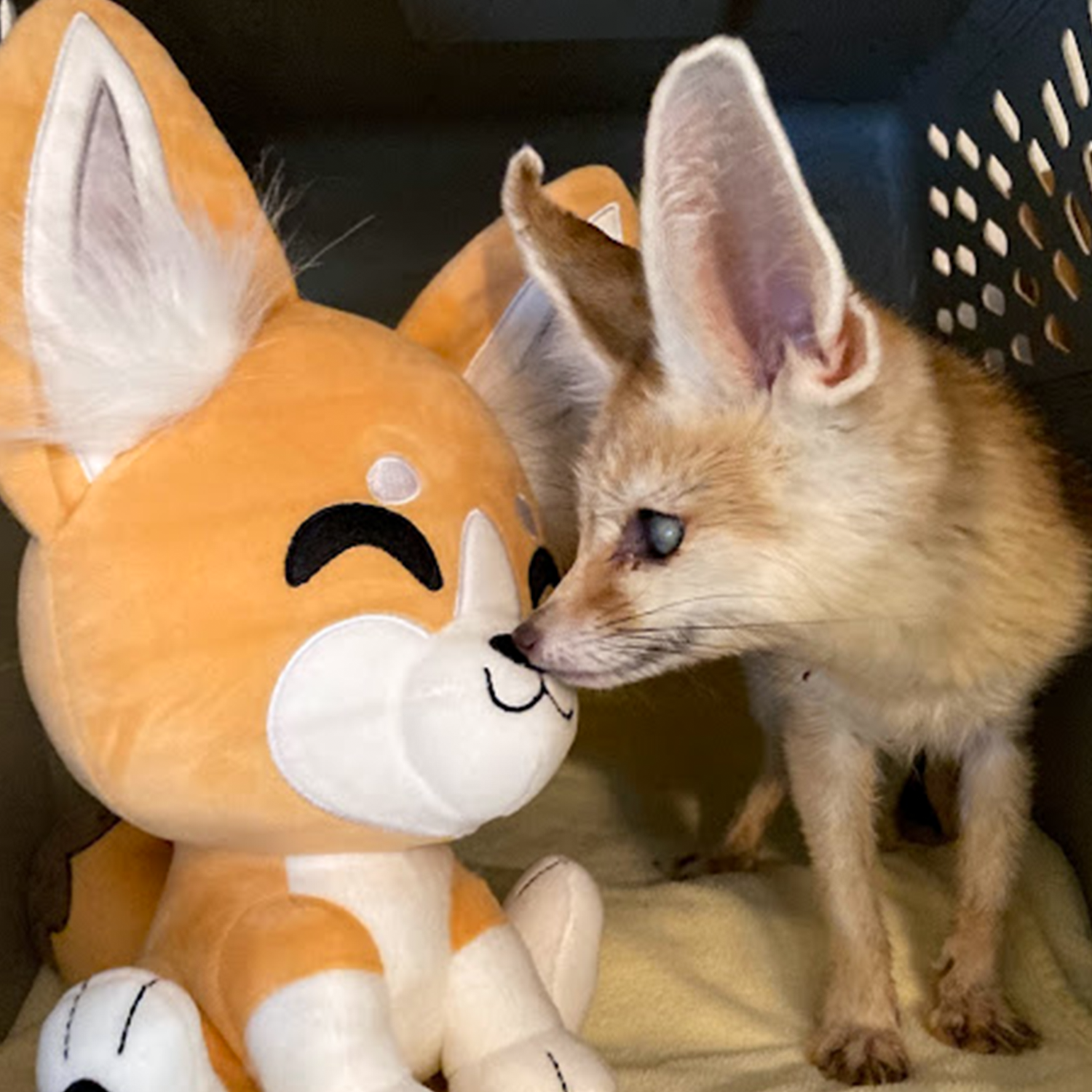 Fennec best sale fox plush